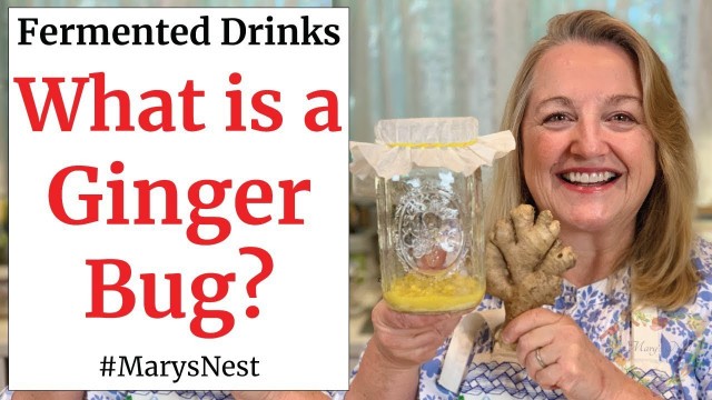 'How to Make a Ginger Bug for Making Probiotic Rich Fermented Drinks'