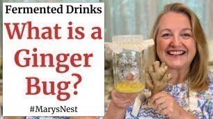 'How to Make a Ginger Bug for Making Probiotic Rich Fermented Drinks'