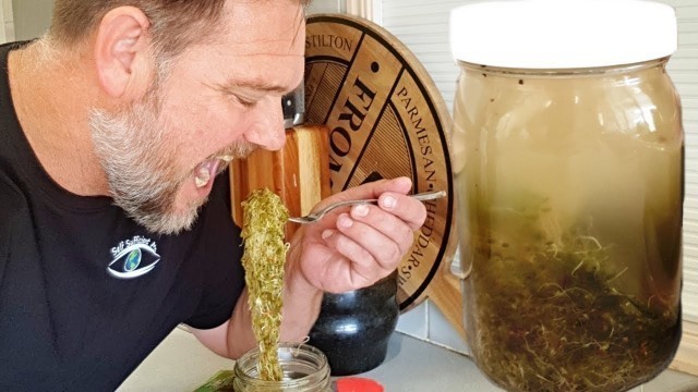 'Fermented SPROUTS in \"POND Water\" Taste Test | Lacto Fermented Food'