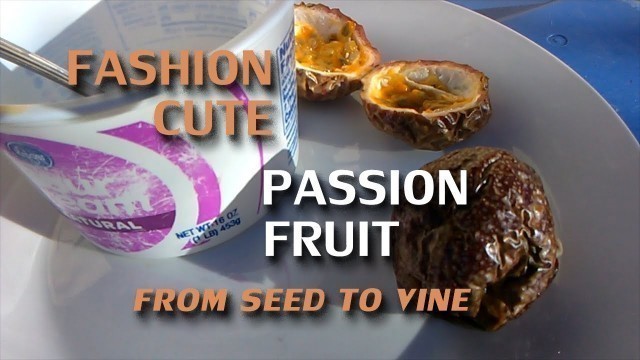 'Fashion Cute Passion Fruit - From Seed to Vine'