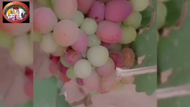 'Grapes vine//Coloured Grapes//Fashion style & Other activities//'