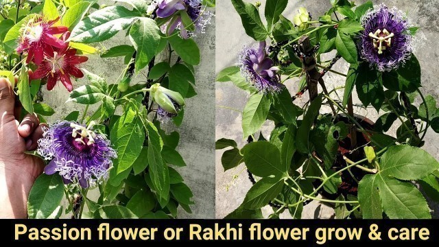 'Passion flower grow & care/Rakhi bel/Krishna kamal vine plant/summer permanent creeper plant'