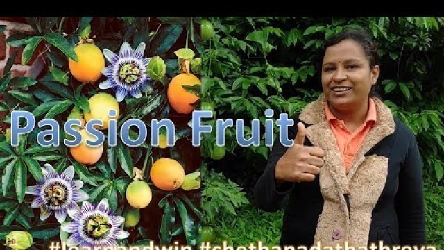 'Passion Fruit Plant vine / Homemade yellow Passion fruit Juice / Harvesting Fashion fruit'