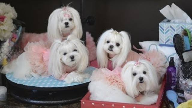 'FUN: Spring Kisses ~~ Playful and Happy Maltese Puppies at Home ~ Dog Fashion ~ Korean Style'