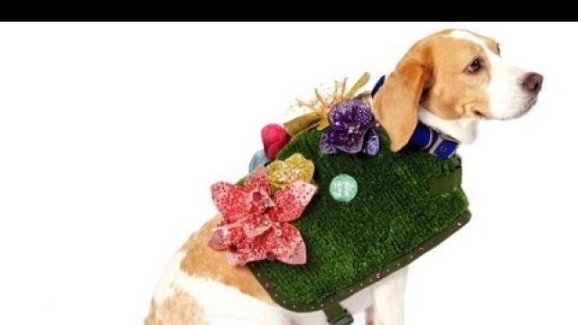 'Rescue dogs hit the catwalk as fashion models'