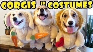 'Best Funny CORGI Costumes - Fashion Show || Life After College: Ep. 623'