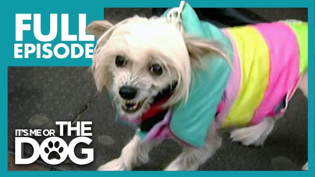 'The Dog From Hell: Tallulah | Full Episode | It\'s Me or the Dog'