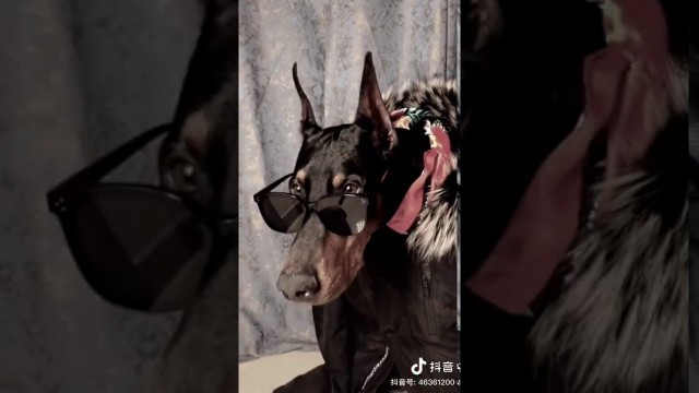 'Viral TikTok -elite dog fashion - The Cool Doberman Police Dog - Douyin(抖音)'