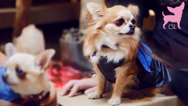 'Cute Chihuahua Dog Fashion Show with Tiny Dog Models'