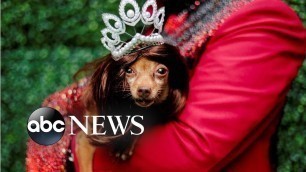 'Pet fashion show, Will Smith and Hong Kong: World in Photos, Oct. 7'