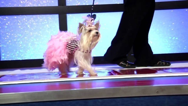 'Stacy Pet Design Fashion Show'