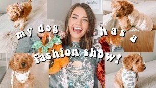 'my dog has a fashion show!! puppy try on haul'