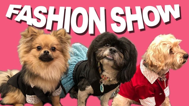 'Fabulous Fashion Show at Dog Lovers Days Presented by Ruffstitched'