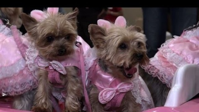 'Pet Fashion Show held as NY Fashion Week kicks off'