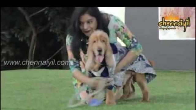 'Chennai Pet Fashion Show 2020 | Tail Tale | Pet'