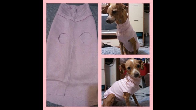 '✿Maglioncini per cani \"fai da te\"!✿ | DIY Dog Clothes'