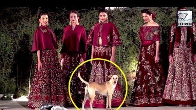 'A Street Dog Enters Rohit Bal\'s Fashion Show And Steals The Limelight | LehrenTV'