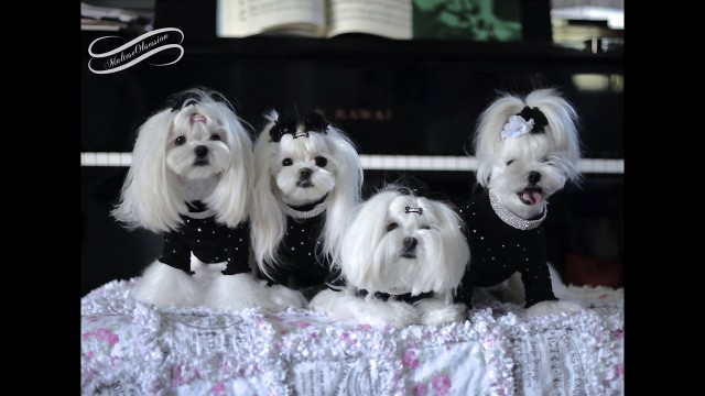 'FUN:  Black & Bling ~~~ Maltese \'\'MAY THE FOURTH\' greeting ~~ Korean Style Dog Fashion Korean CUT'