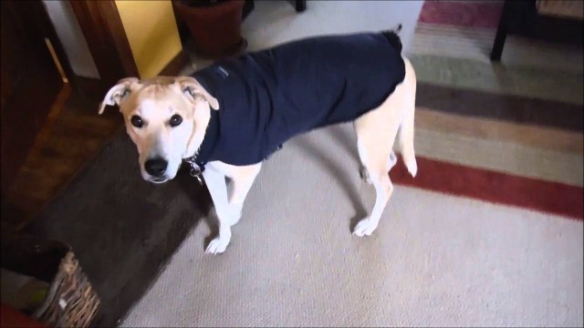 'DIY Dog Jacket'