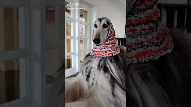 'Viral TikTok - Lassie The model Dog-Fashion Dog - Douyin(抖音)'