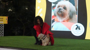 'Chennai Pet Fashion Show 2020'