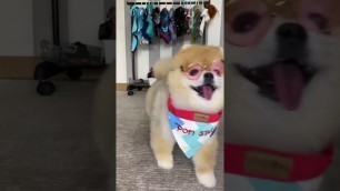 'Pomeranian weekly fashion outfit #pomeranian #puppy #dog #fashion #shorts'