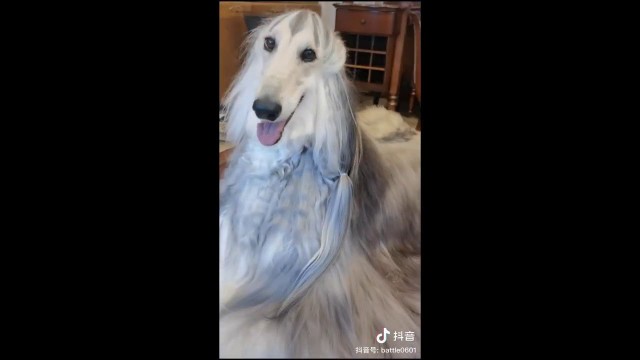 'Viral TikTok -Dog Fashion- Lassie the Beautiful Model  Dog - Douyin(抖音)'