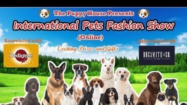 'International Pet Fashion Show 2020 (Online) | Trailer | Pedigree | Dogsmith & Co. | The Puppy House'