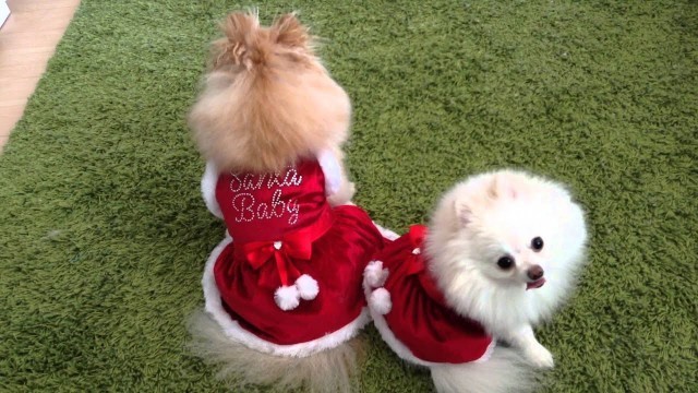 'Puppy Holiday Fashion Show'