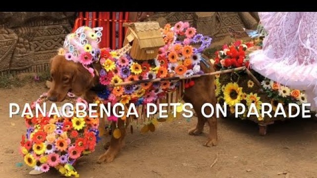 'Panagbenga Festival Pets on Parade 2019  Dog fashion Show'