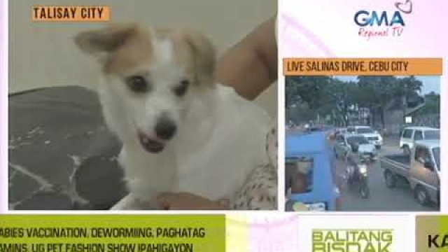 'Balitang Bisdak: Pet Fashion Show, Vaccination, Deworming ug Uban pa Ipahigayon sa Talisay City'