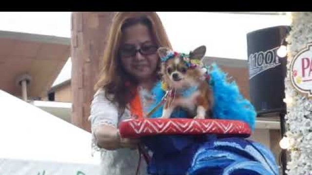 'FUNNY PET FASHION SHOW, PARKMALL, CEBU PHILIPPINES'
