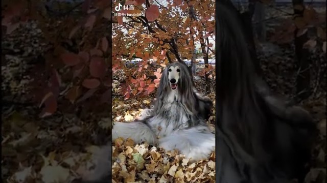 'viral TikTok-  Dog Fashion- Female Dog   Trendy Hairdo- Douyin(抖音)'