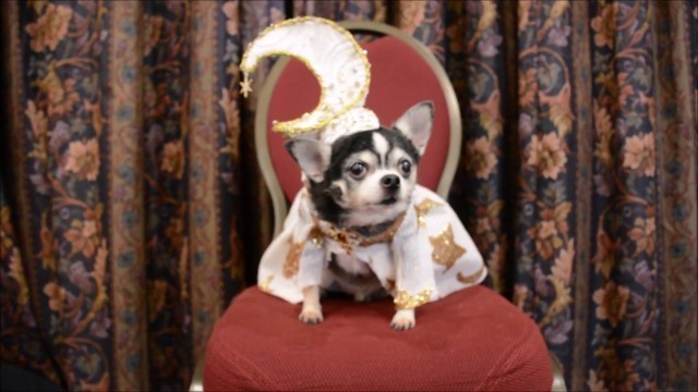 'Chihuahua Bogie at 2020 New York Pet Fashion Show wearing Anthony Rubio Designs'