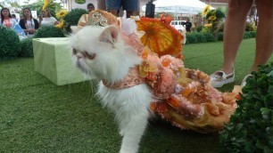 'Pet Fashion Show In Philippenes'