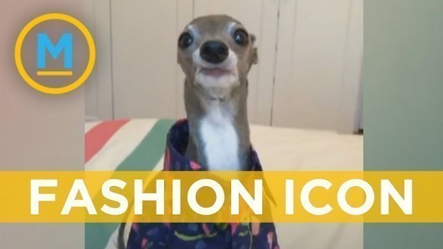 'Fashionista dog in viral videos is getting an article in \'Vogue\' | Your Morning'