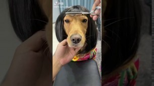 'Viral TikTok - Dog Fashion -  Funny Dog make up and wig -Douyin(抖音)'