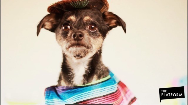 'Cute Dog Fashion Show! Happy Cinco de Mayo! | The Platform'