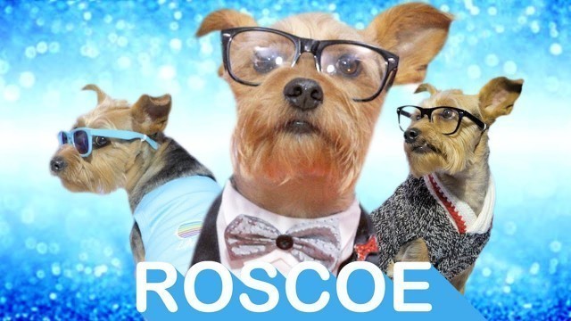 'Chewy Pet Fashion Week Profile: Roscoe | Chewy'