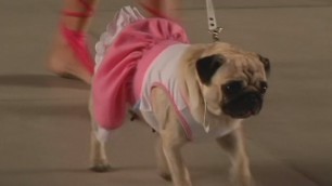 'Dogs strut their stuff at fashion show in Argentina'