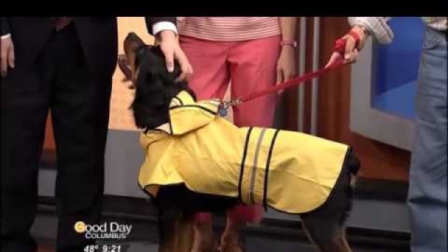 'FURSDAY: Spring Fashion Show for Your Adorable Dogs'