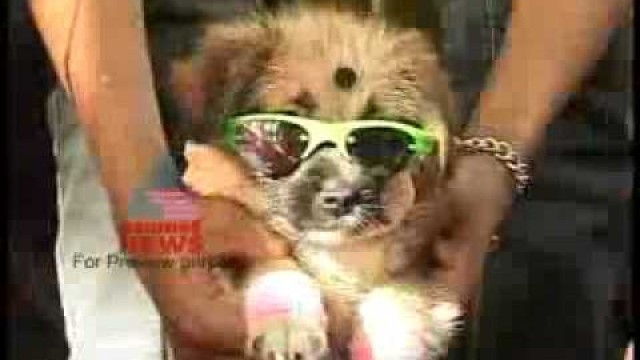 'Dogs Fashion Show'