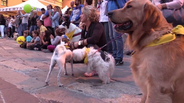 'Zampalonga e Dog Fashion Night, regalano emozioni agli amici a 4 zampe'