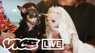 'Competing for Glory at the New York Pet Fashion Show | VICE LIVE'