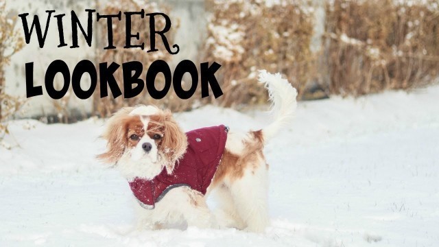 'WINTER LOOKBOOK | SURPRISE SALE | DOG FASHION WARM JACKETS & SWEATERS'