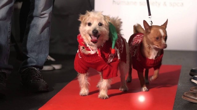 'Holiday Fashion Show for Shelter Dogs and Cats'