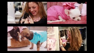 'Quanti cuccioli da coccolare alla Fashion Dog Boutique'