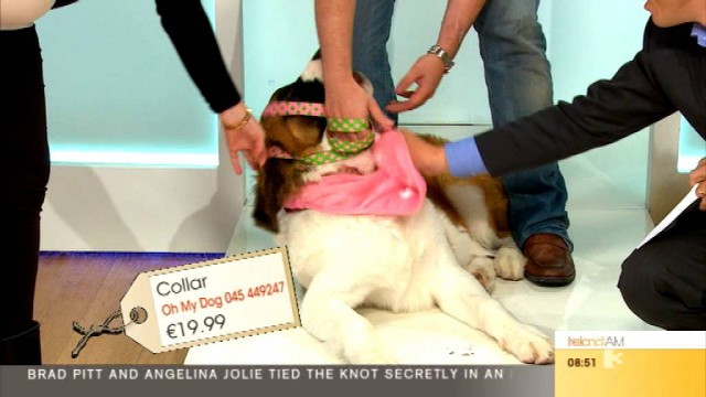 'Dog Fashion - Oh My Dog | Ireland AM'