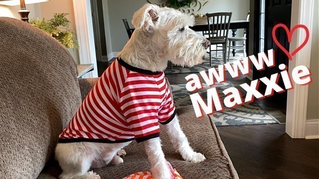 'ADORABLE WHITE SCHNAUZER LOVES HIS NEW DOG CLOTHES ~ MAXXIE HAS A DOG FASHION SHOW'