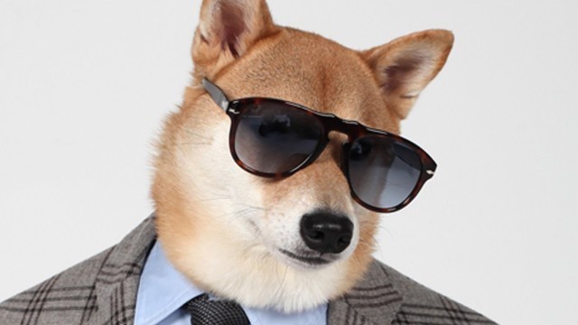 'Menswear Dog, The Chic Shiba: Pet Pooch Models Designer Fashion'